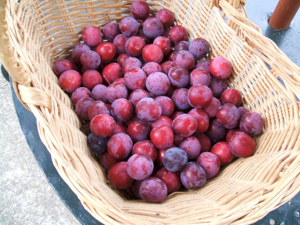 When ripe, Sapa plums have a sweet taste mixed with a little sourness, a little astringency